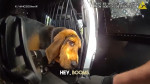 onionSearch