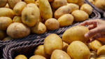 onionSearch