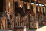onionSearch