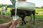 onionSearch